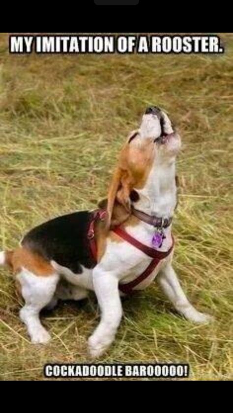 Lol Beagle Dogs, Dog Humor, Cute Beagles, Therapy Animals, Dog Exercise, Beagle Mix, Calm Dogs, Beagle Puppy, Puppy Eyes