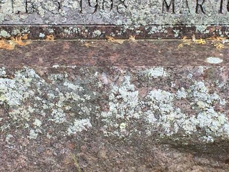 My husband's grandmother's headstone is covered in lichen. It doesn't look very pretty, and it makes it difficult to read. The front of the granite stone is smooth and the sides and top of the headstone are rough-cut. I need advice on how to remove the lichen, and if possible, prevent it from growing back. As you can see in the photos, there is a large honeysuckle shrub planted behind her marker. The shrub crowds the marker, but it cannot be removed, so I keep it trimmed back. How To Clean Headstones, How To Clean Granite, Citronella Candle, Diy Projects For The Home, Granite Headstones, Walkways Paths, Fire Pit Furniture, Cemetery Decorations, Power Washer