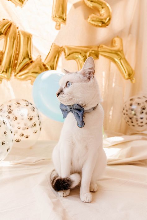 Cat birthday party photos. Rocio Rivera Photography Cat Themed Photoshoot, Cat Birthday Photoshoot, Cat Photo Shoot, Birthday Party Photos, Pet Birthday, 1st Birthday Photoshoot, Party Photoshoot, Cat Birthday Party, Cat Photos