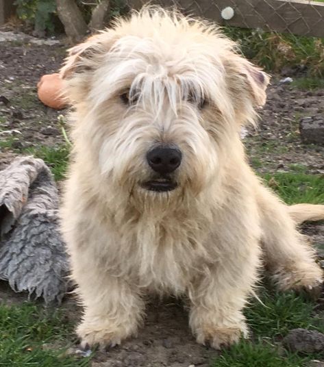 Glen Of Imaal Terrier Puppies, Glen Of Imaal, Irish Dog Breeds, Glen Of Imaal Terrier, Norwich Terrier, Dog List, Terrier Puppies, Irish Wolfhound, Purebred Dogs