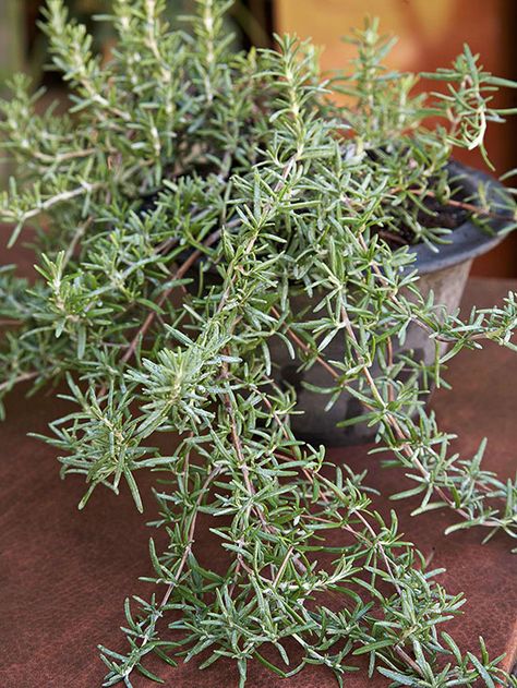 Rosemary Trailing Rosemary, Growing Rosemary Indoors, Growing Rosemary, Tattoo Plant, Rosemary Plant, Herb Containers, Fragrant Garden, Plant Tattoo, Aromatic Plant