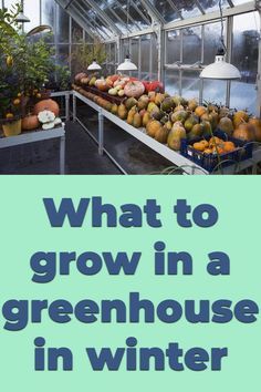 Heated Greenhouse Winter, Greenhouse Gardening In Winter, Greenhouse Plants Best, Tropical Plants For Greenhouse, Growing Herbs In Greenhouse, Winter Greenhouse Diy, Solar Panels For Greenhouse, Growing In A Greenhouse Tips, Greenhouse Plants Vegetables