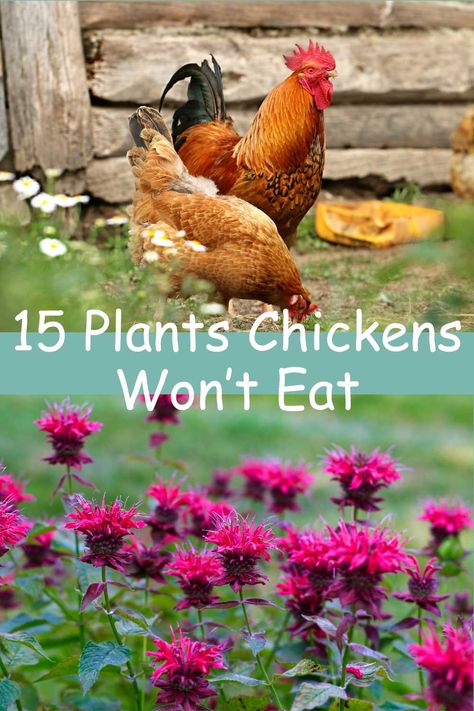 Chicken Coop Planting Ideas, Chicken Coop Planting, Plants For Around Chicken Coop, Chicken Plants Ideas, Flowers For Chicken Coop, Chicken Coop Landscaping Plants, Plants To Plant Around Chicken Coop, Chicken Garden Plants, Chicken Proof Plants