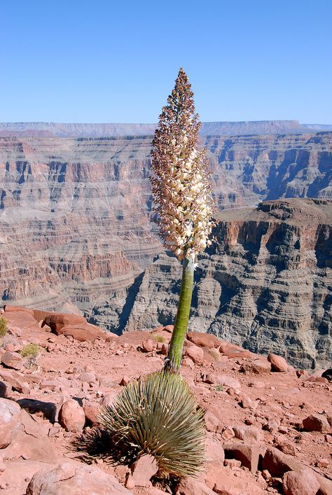 Red Yucca, Yucca Flower, Yucca Rostrata Garden, Adams Needle Yucca, Arizona Plants, Chihuahuan Desert Plants, Plant Bugs, Yucca Plant, Weird Plants