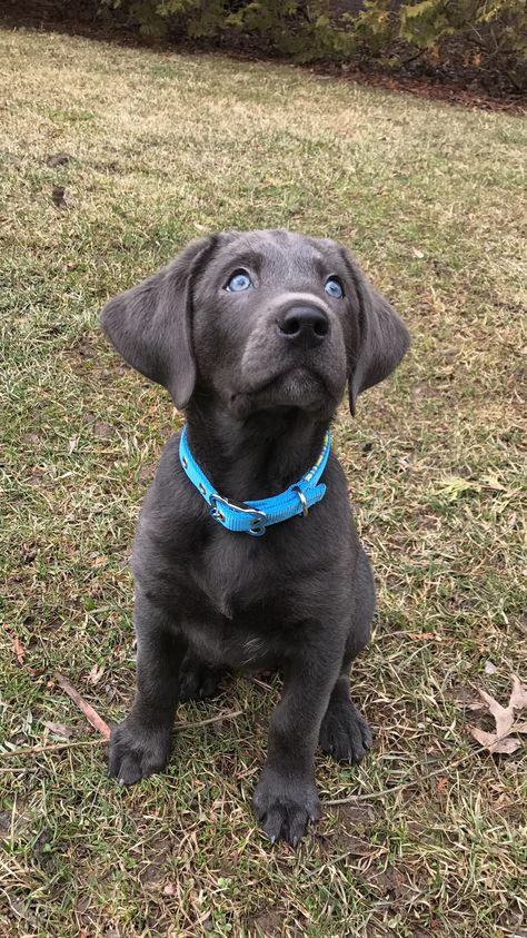 Charcoal Lab Puppy Necessities, Grey Labrador, Charcoal Labrador, Charcoal Lab, Dream Pet, Silver Lab, Lab Puppy, Dream Dog, Lab Puppies