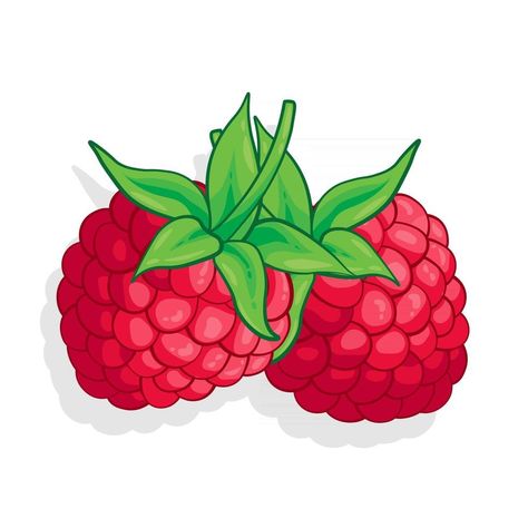 Raspberry Cartoon, Berries Cartoon, Raspberry Clipart, Raspberry Drawing, Drawing Fruits, Raspberry Bush, Sweet Fruit, Cartoon Cake, Fruit Illustration