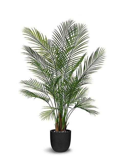 Areca Palm Plant, Yucca Rostrata, Boxwood Balls, Furniture Canada, Potted Plants Outdoor, Areca Palm, Palm Plant, Potted Trees, Stone Decor