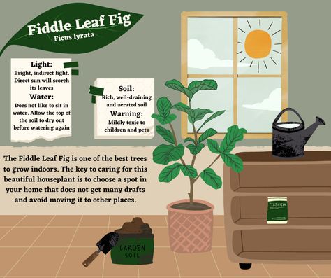 Water light and soil requirements (plus some fun facts) for the Fiddle Leaf Fig - Ficus Lyrata Ficus Tineke, Ficus Lyrata, Fiddle Leaf, Fiddle Leaf Fig, Growing Indoors, Garden Soil, Water Lighting, Plant Care, Some Fun