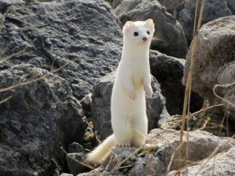 White Ferret, White Winter Coat, Japanese Animals, All About Animals, Fluffy Animals, Primates, Ferret, Funny Cute, Animals Wild