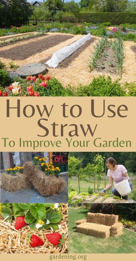 Garden Mulch, Straw Bale Gardening, Straw Bale, Straw Bales, Veg Garden, Seed Saving, Flower Gardening, Comfortable Furniture, Home Vegetable Garden