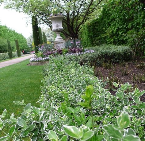 emerald gaiety euonymus cropped Shady Border, Euonymus Fortunei, Farm Landscaping, Garden Hedges, Contingency Plan, Living Art, Garden Living, Yellow Bird, Evergreen Shrubs