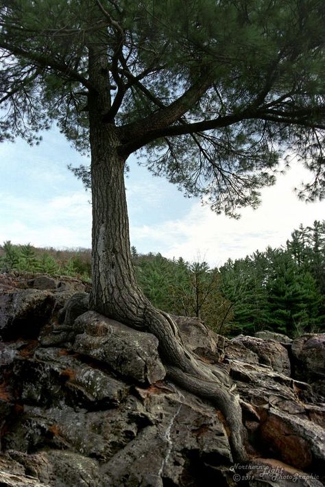 I want a tattoo something similar to this...a tree growing out of a rock cliff...only I want the roots to form the word "perseverance"... Tree Growing Out Of A Rock, Tree On A Cliff, Unusual Trees, Witches Woods, Rock Cliff, Weird Trees, Tree Growing, Ocean Tattoos, Tree Sketches