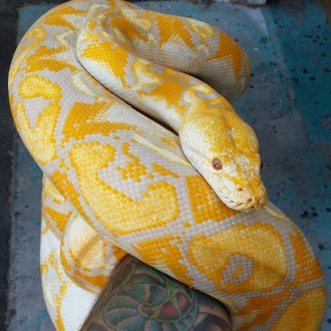 Lavender Albino Reticulated Python Albino Burmese Python, Albino Python, Pet Snakes, Snake Turtle, Danger Noodles, Reticulated Python, Burmese Python, Cool Snakes, Pretty Snakes