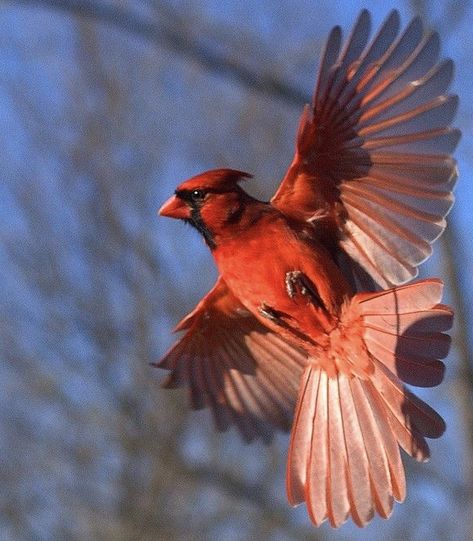 Flying Tattoo, What Lies Beneath, Cardinal Birds, Cardinals, Birds, Cute Animals, Mural, Animals, Art