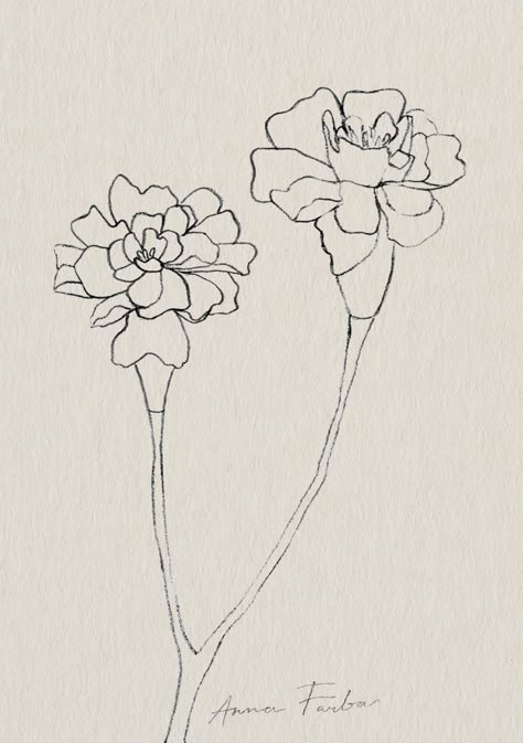 Marigold flowers drawing by Anna Farba botanical illustration studio. Drawing Marigold Flowers, Drawing Of A Marigold, Marigold Line Tattoo, Marigold Flower Sketch, Marigold Watercolor Painting, Marigold Line Art, Marigolds Drawing, Marigold Line Drawing, Marigold Design