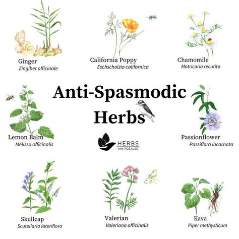 Alternative Medicine Holistic Healing, Medical Herbs, Essential Oils Herbs, Leg Cramps, Herbal Healing, Herbs For Health, The Nervous System, Menstrual Cramps, Healing Herbs