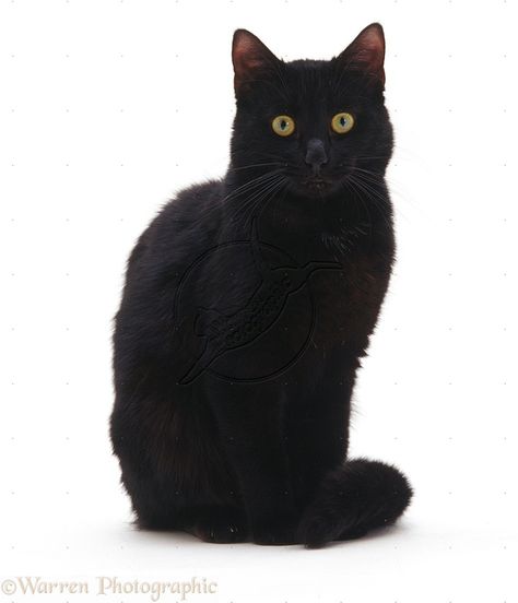 Black cat sitting photo - WP08683 Cat Sitting Down, Black Cat Sitting, Black Kittens, Jellicle Cats, Cat Reference, Cat Info, Cat Pose, Black Kitten, Cat Sitting