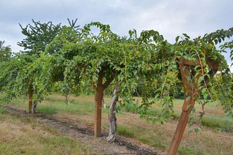 Kiwi Vine Trellis, Hardy Kiwi Trellis, Hardy Kiwi Trellis Ideas, Kiwi Trellis Ideas, Kiwi Plant Trellis, Kiwi Trellis, Kiwi Growing, Hardy Kiwi, Kiwi Vine