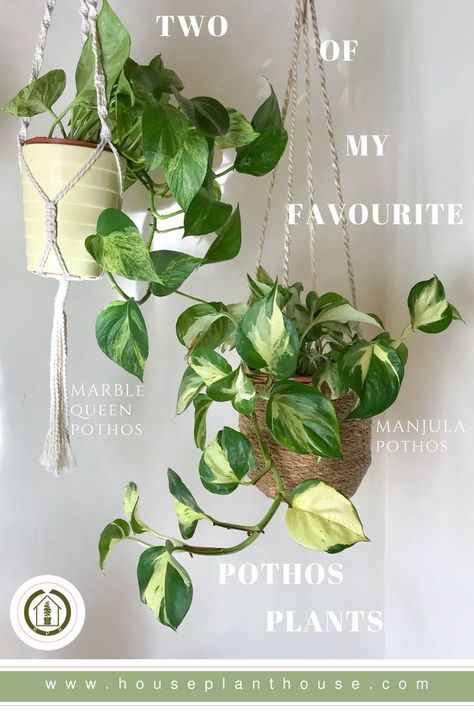 Manjula Pothos, Pothos Plants, Marble Queen, Marble Queen Pothos, Plant House, Pothos Plant, Landscape Services, The Marble, Plant Mom