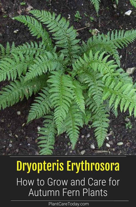 Dryopteris Erythrosora (Autumn Fern Plant) semi-evergreen fern, graceful arching fronds, non-flowering ornamental, low-maintenance. [DETAILS] Autumn Fern Care, Autumn Fern Landscaping, Dryopteris Erythrosora, Fern Care, Evergreen Ferns, Ferns Care, Autumn Fern, Wood Fern, Fern Wallpaper