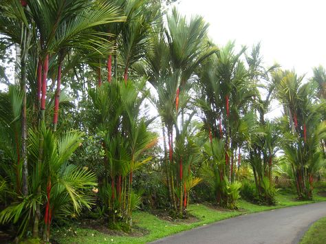 Lipstick Palm, Palm Trees Landscaping, Tropical Garden Design, Red Palm, Tropical Backyard, Sealing Wax, Tropical Landscaping, Exotic Plants, Pool Landscaping