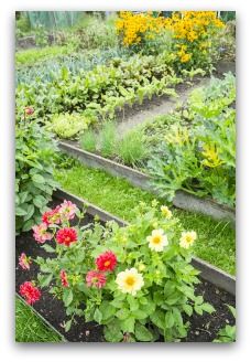 Planting Zinnias, Raised Bed Vegetable Garden Layout, Weird Vegetables, Vegetable Beds, Growing Organic Vegetables, Companion Gardening, Garden Companion Planting, Veggie Gardens, Planting Guide