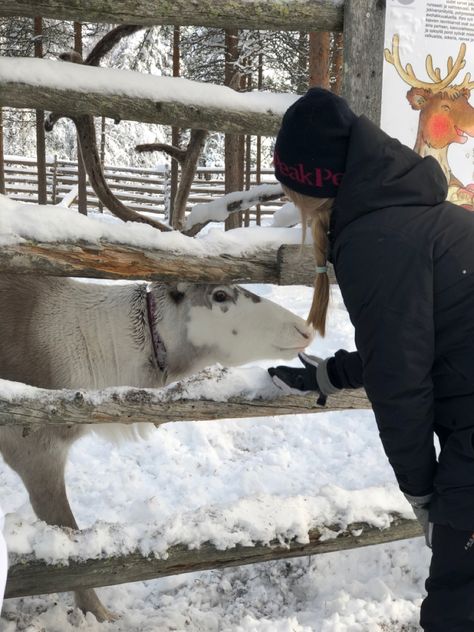 Finland Reindeer, Feeding Reindeer, Lapland Finland, Reindeer And Sleigh, Winter Photoshoot, Reindeer Christmas, 2025 Vision, Winter Aesthetic, Pink Sky