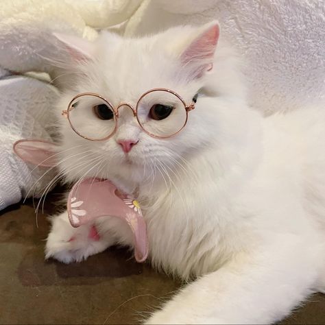 Cat With Glasses Aesthetic, Cat Wearing Glasses, Dog With Glasses, Cat Profile, Cat Glasses, Cat Photos, Cute Cat Wallpaper, Cute Cats Photos, Cat Icon