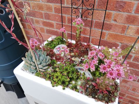 Belfast Sink Planter, Belfast Sink Garden Planter, Belfast Sink Garden, Alpine Garden, Belfast Sink, Sink Ideas, Gardening Inspiration, Planting Ideas, Succulent Garden Diy