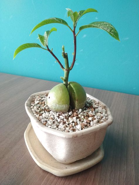 Avocado Bonsai Tree, Avocado Bonsai, Bonsai Fruit Tree, Avocado Plant, Mini Zen Garden, Mini Bonsai, Avocado Tree, Gardening Techniques, Diy Plant Hanger