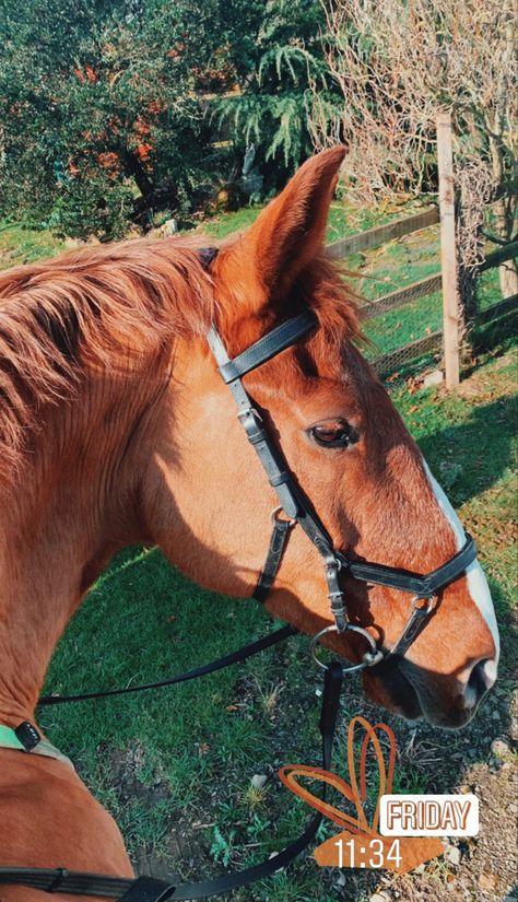 Horse Fake Story, Horse Instagram Story, Grunge Outfits Winter, Foto Cowgirl, Horse Story, Horse Wallpaper, Horse Aesthetic, Lion Art, Cute Horses