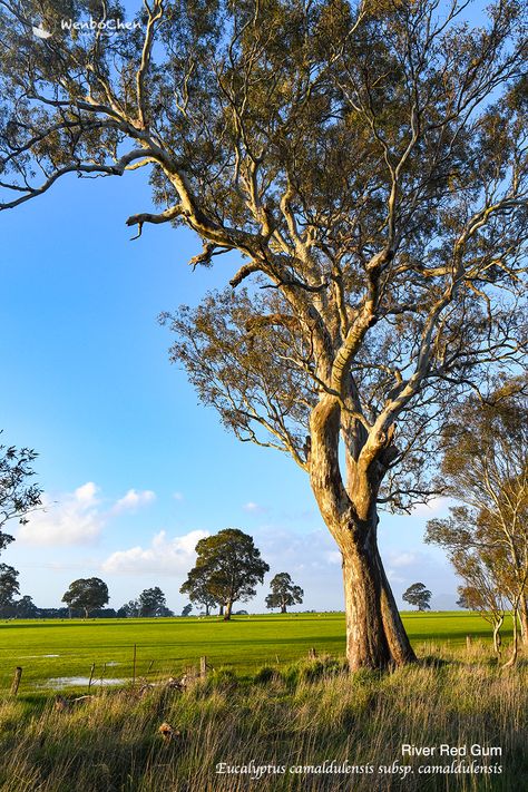 River Red Gum (Eucalyptus camaldulensis subsp. camaldulensis) in western Victoria Australia (near Grampians), 8 Sep 2019. Eucalyptus Camaldulensis, Victoria Australia, Gum, Tree Trunk, Australia, Plants, Red, Nature