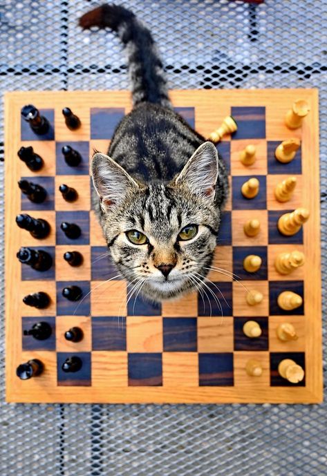 Home Board, Cat Boarding, Cat Playing, Jurassic Park, Crazy Cat Lady, Crazy Cats, Cat Lady, Chess Board, Cat Love