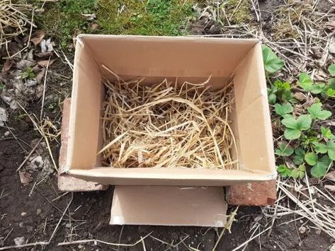 Growing Potatoes In A Cardboard Box – No Dig Vegetable Gardening Blog Ways To Grow Potatoes, Potato Box, Potato Planters, Sweet Potato Plant, Grow Potatoes, Straw Bale Gardening, Planting Potatoes, Dig Gardens, Grow Boxes