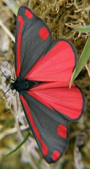 Cinnabar Moth Real Life Butterfly Pictures, Arctiid Moth, Red And Black Butterfly, Cinnabar Moth, Red Moth, Black Butterfly Tattoo, Colorful Moths, Cool Insects, Beautiful Butterfly Pictures