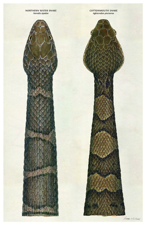 Cottonmouth Snake, Zoo Poster, Reptile Party, Water Snake, Cotton Mouth, Snake Drawing, Rabbit Cages, Young Animal, Scientific Illustration