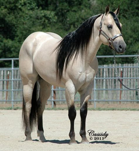 Buttermilk Buckskin Quarter Horse stallion JS Tivio Austin Black Quarter Horse, Draft Quarter Horse Cross, Percheron Quarter Horse Cross, Black American Quarter Horse, Paint Horse, Quarter Horse Stallion, Buckskin Horse, Palomino Quarter Horse Mare, American Quarter Horse