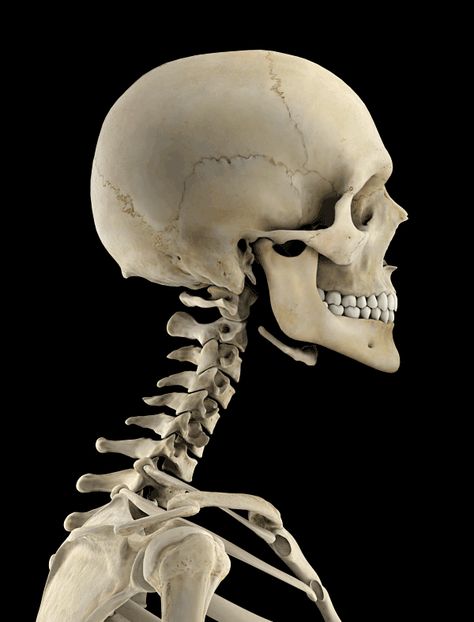 Skeleton Skull Reference, Skeleton Different Angles, Human Skull Reference Anatomy, Skeleton Head Reference, Anatomy Reference Skeleton, Skeleton Reference Anatomy, Human Skeleton Reference, Skeletons Reference, Skeleton Art Reference