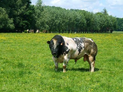 Belgian Blue bull, muscular due to inability to produce myostatin. Belgian Blue Cattle, Bull Wallpaper, Bulls Wallpaper, Belgian Blue, Bull Cow, Beef Cattle, Milk Production, White Cow, Large Animals