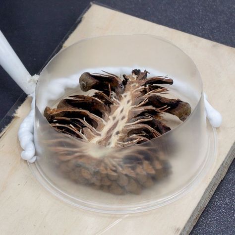 Turning Projects, Cones Crafts, Pine Cone Crafts, Wood Turning Projects, Resin Projects, Art Lesson, Easy Woodworking Projects, Craft Fair, Pine Cone