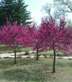 Buy Spring Flowering Redbud Trees Online | Garden Goods Redbud Trees, Woodland Garland, Spring Flowering Trees, Cypress Mulch, First Flowers Of Spring, Eastern Redbud, Redbud Tree, Front Garden Landscape, Sun Garden