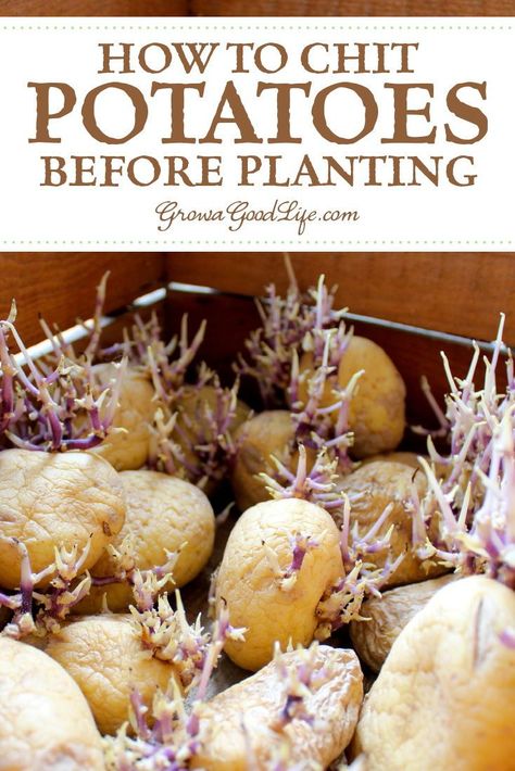 Planting Potatoes From Eyes, How Potatoes Grow, How To Plant Seed Potatoes, Growing Russet Potatoes, How To Grow A Potato From A Potato, Potato Seeds Plants How To Grow, How To Start Potatoes From Potatoes, How To Regrow Potatoes, How To Propagate Potatoes