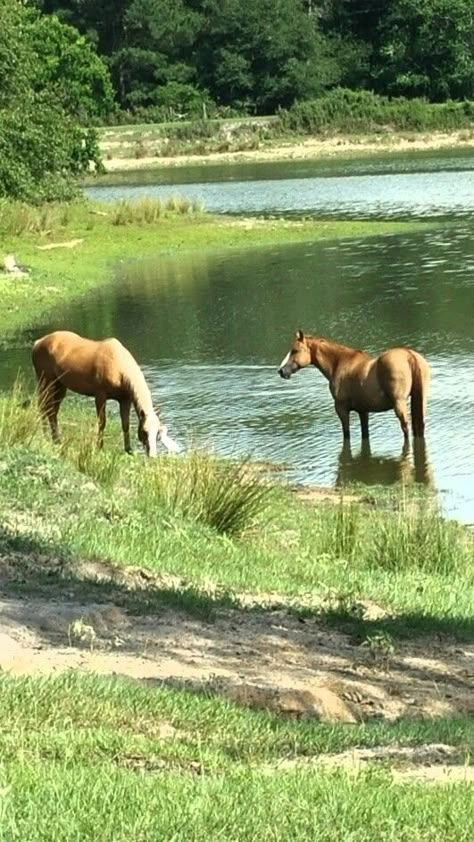 Farm Village Aesthetic, Farm Horses, Farm On The Beach, Beach Farm, Land With Horses, Horses On Farm, Horse Farm, Horse Pond, Natural Backyard Pools