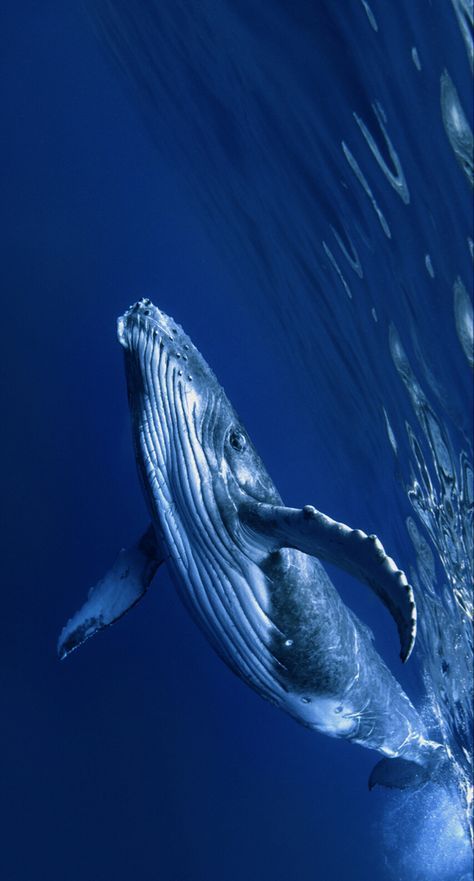 Whale Pictures, Ao Nang, Whale Art, Beautiful Sea Creatures, Aquatic Animals, Ocean Vibes, 수채화 그림, Humpback Whale, Blue Whale