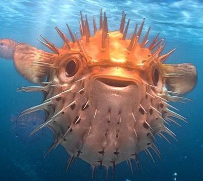 Puffer Fish Art, Ibiza House, Balloon Fish, Mass Extinction, Sea Creatures Art, Life Under The Sea, Animal Doodles, Beautiful Sea Creatures, Sea Slug