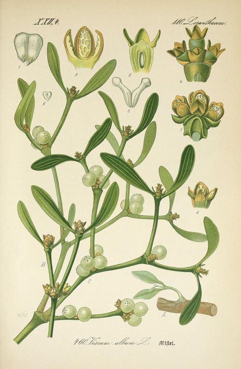 Mistletoe Is a Parasitic, Explosive Plant That Maybe You Shouldn't Stand Underneath - Atlas Obscura Mistletoe Plant, Fauna Illustration, Illustration Botanique, Vintage Botanical Prints, Botanical Painting, Scientific Illustration, Botanical Drawings, Plant Illustration, Vintage Botanical