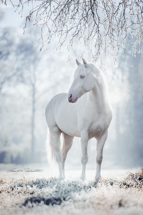 equine photography | PRE Bombon in Winterwonderland by Claudia... White Horse, The Snow, White