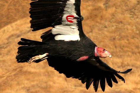 A California Condor flies over the Bitter Creek National Wildlife Refuge (USFWS). California Birds, Coastal Mountains, Weird Birds, California Condor, Southwest Region, What Is A Bird, Birds Of America, Nocturnal Animals, Life List