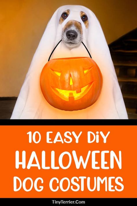 Try out these easy DIY Halloween dog costumes to make your pooch stand out from the crowd this spooky season. Simple Halloween dog costumes you can make at home. #halloween #halloweendogs Big Dog Halloween Costumes, Costumes You Can Make At Home, Dog Ghost Costume, Unicorn Dog Costume, Diy Pet Costumes, Halloween Dog Treats, Halloween Costumes To Make, Easy Diy Costumes, Diy Dog Costumes