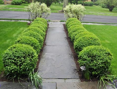 Front Pathway, Slate Walkway, Front Yard Walkway, Boxwood Landscaping, Townhouse Garden, Walkway Landscaping, Walkway Design, Outdoor Walkway, Front Walkway